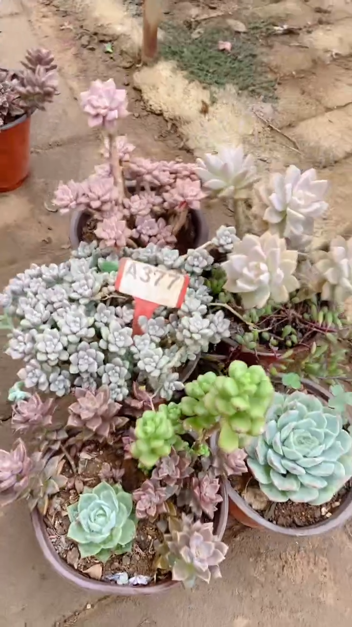 A377购清风花木兰多肉组合脱土发货