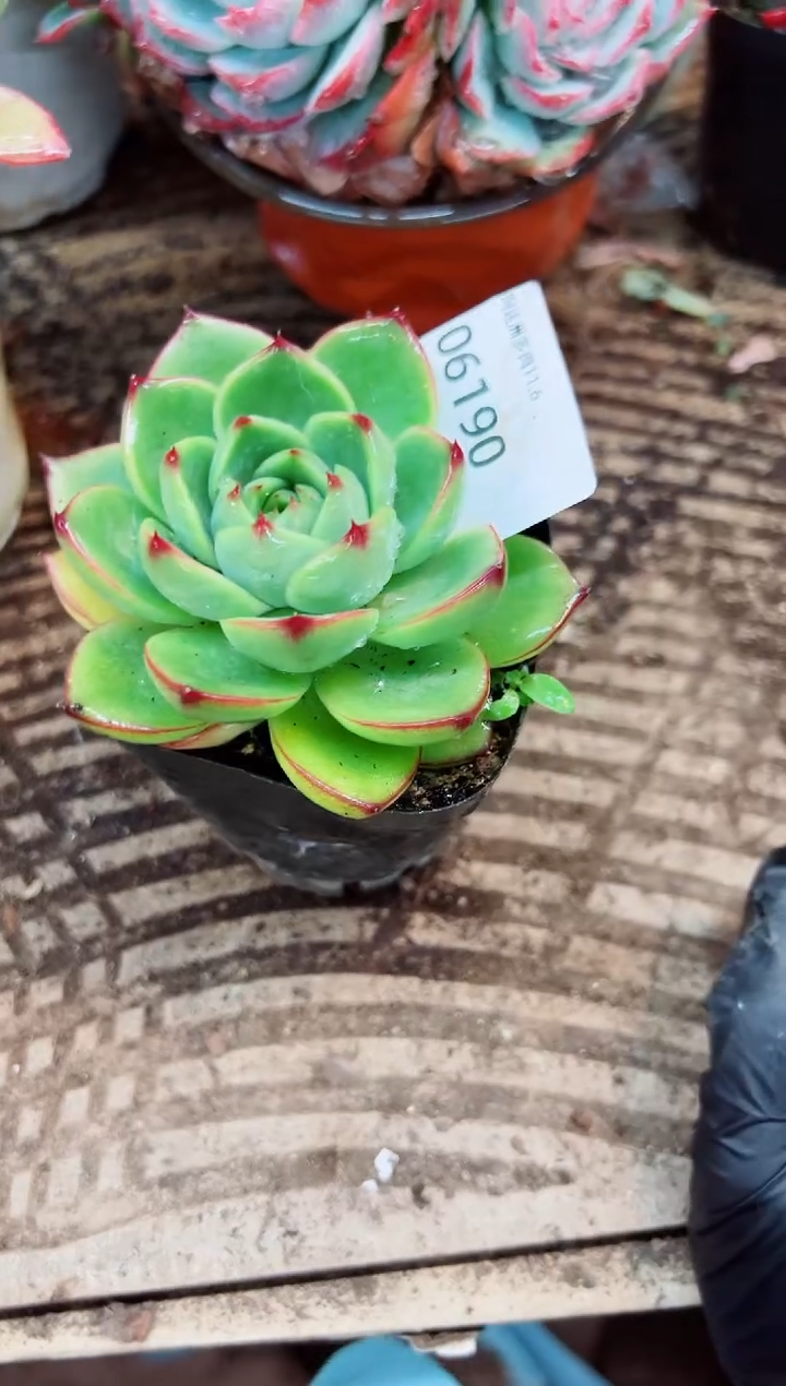 夏***?多肉植物一物一拍06190