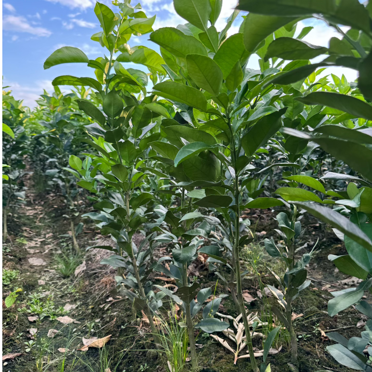 江西上饶正宗红心马家柚大小苗四季常青可盆栽可地栽