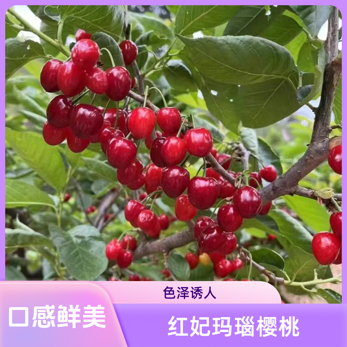 红妃.玛瑙樱桃自花授粉无籽盆栽地栽庭院口感鲜美