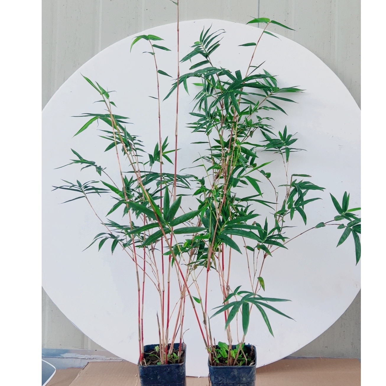 基地清仓观音竹盆景红竹盆栽室内外书房庭院装饰客厅办公桌面花卉