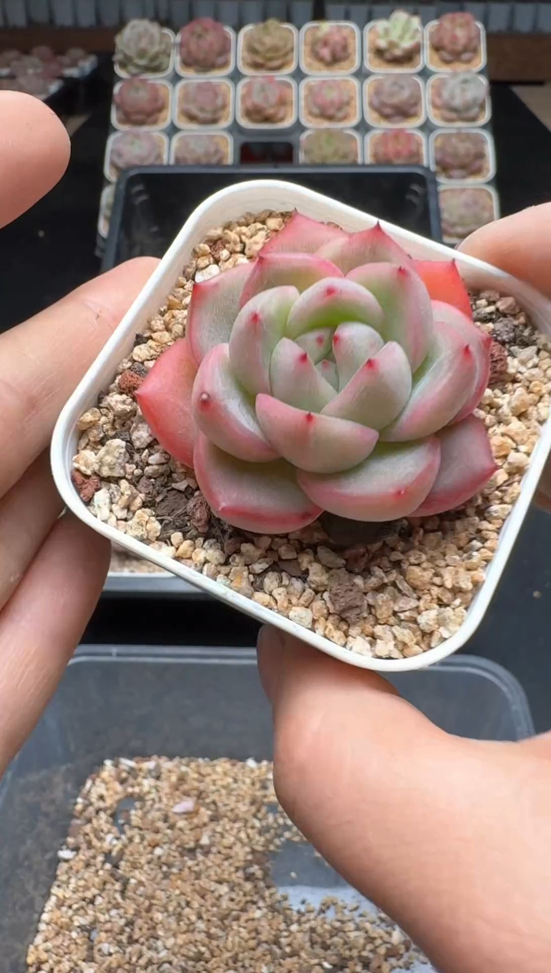 【闪购商品】123A号一物一拍多肉花卉植物拍3颗起发