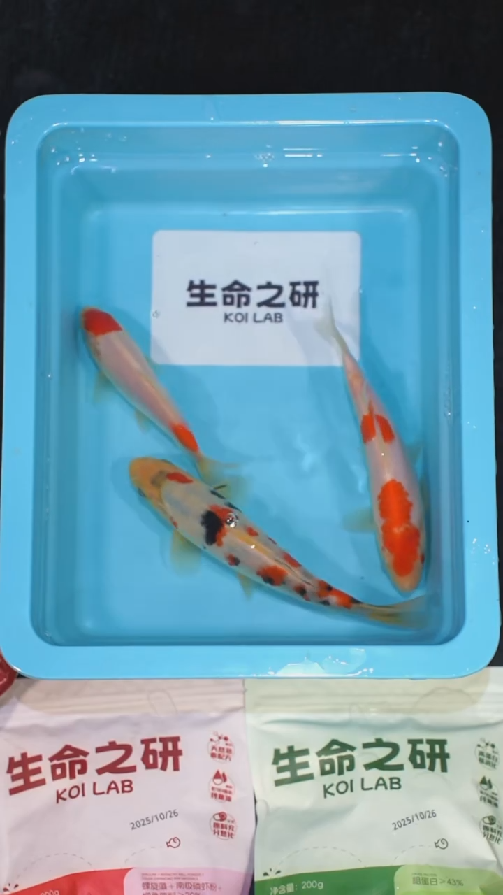 锦鲤血统大正锦鲤红白锦鲤丹顶红白丹顶三色