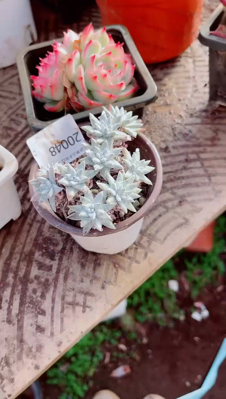 一**子跃跃精品多肉20048