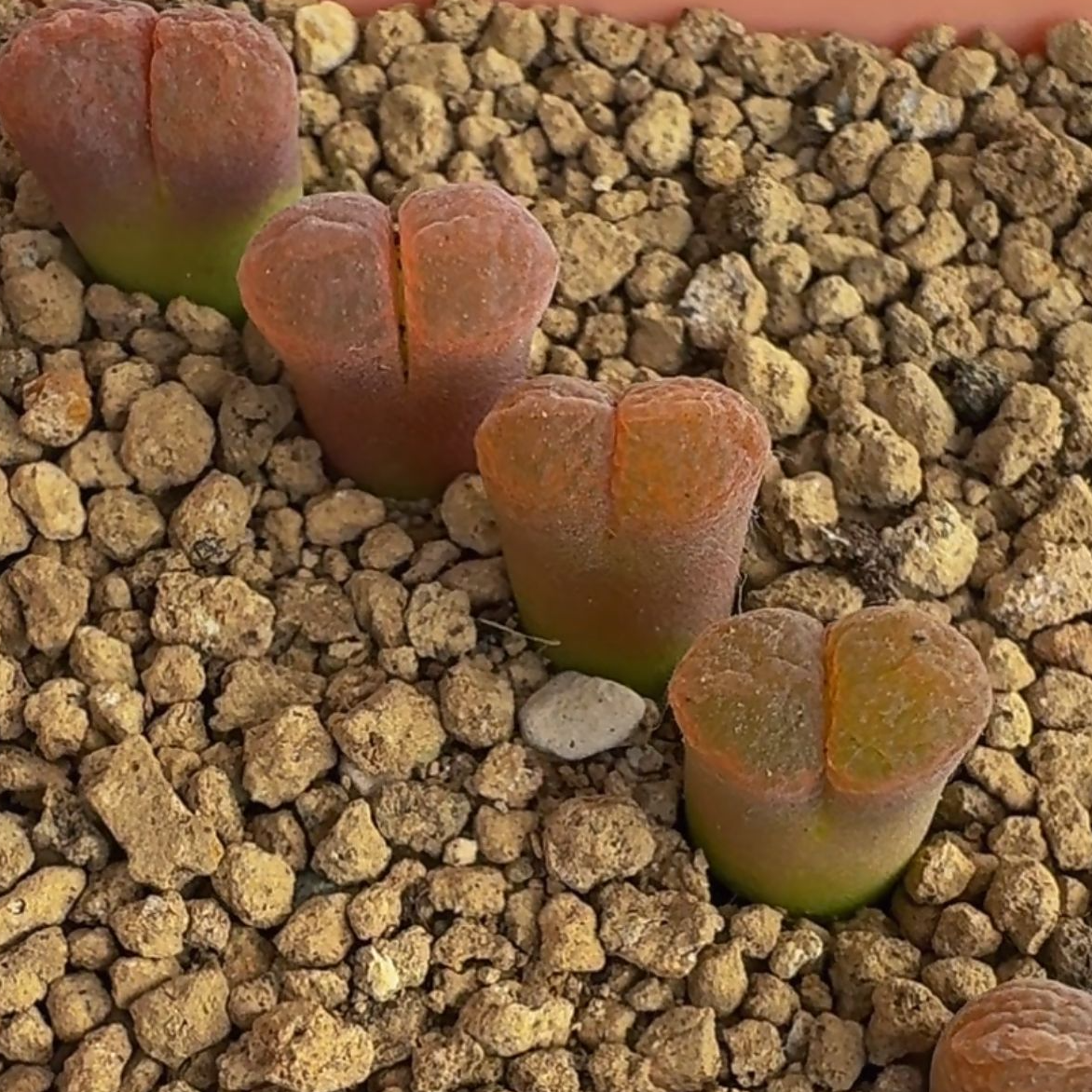 328疯狂的多肉石头彩虹风铃一颗