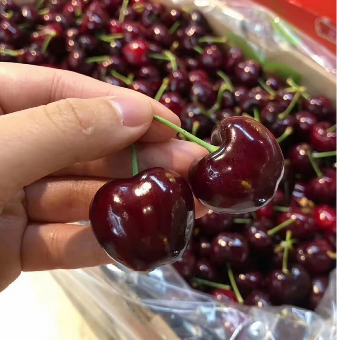 新JD【万邦直发】智利海运桑提娜车厘子JD原装5斤内附果径卡