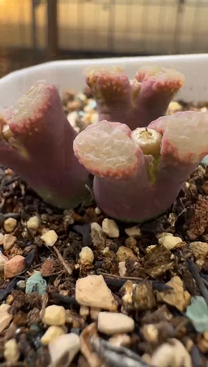 6-229多肉植物肉锥