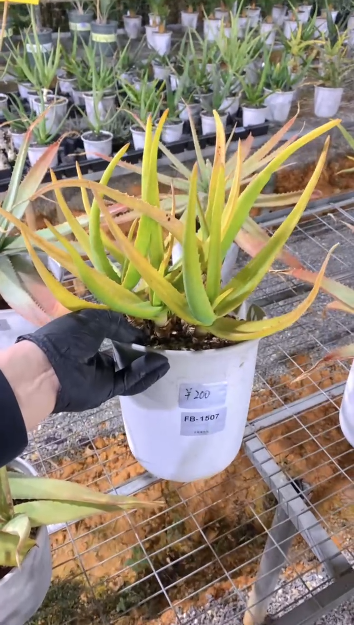 【闪购商品】原生芦荟脱土FB-1507