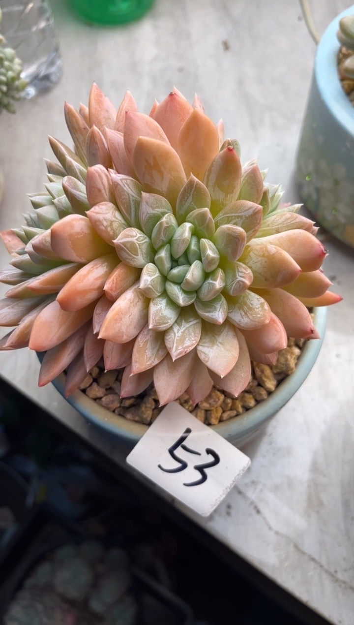 抱**芳53维金斯1111111111111