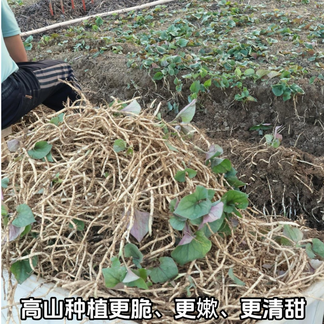 都艾吃【现挖现发】贵州高山红叶子折耳根新鲜现挖原产地直发