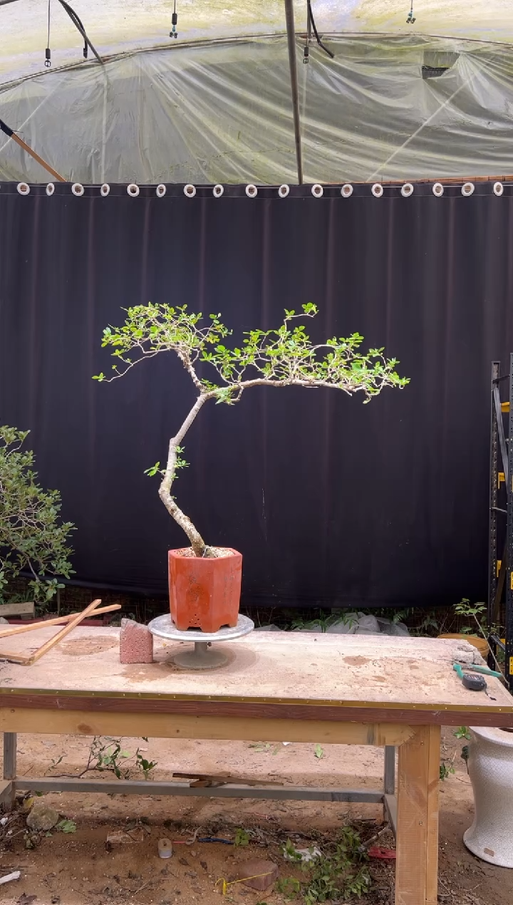 无花朵用****8 海岛栀子花