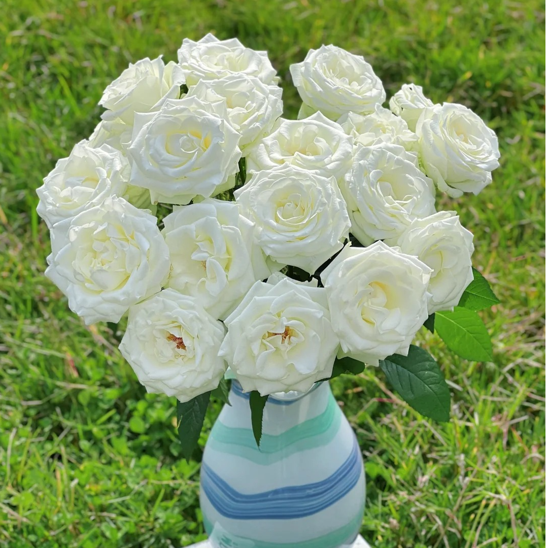 【月亮花圃】单头（骄傲）玫瑰  1单普通快递，2单以上顺丰冷链