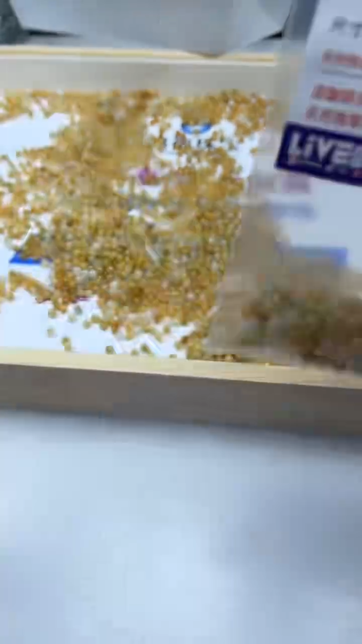 未镶嵌翡翠手饰平**贝天然翡翠烧黄3.5mm