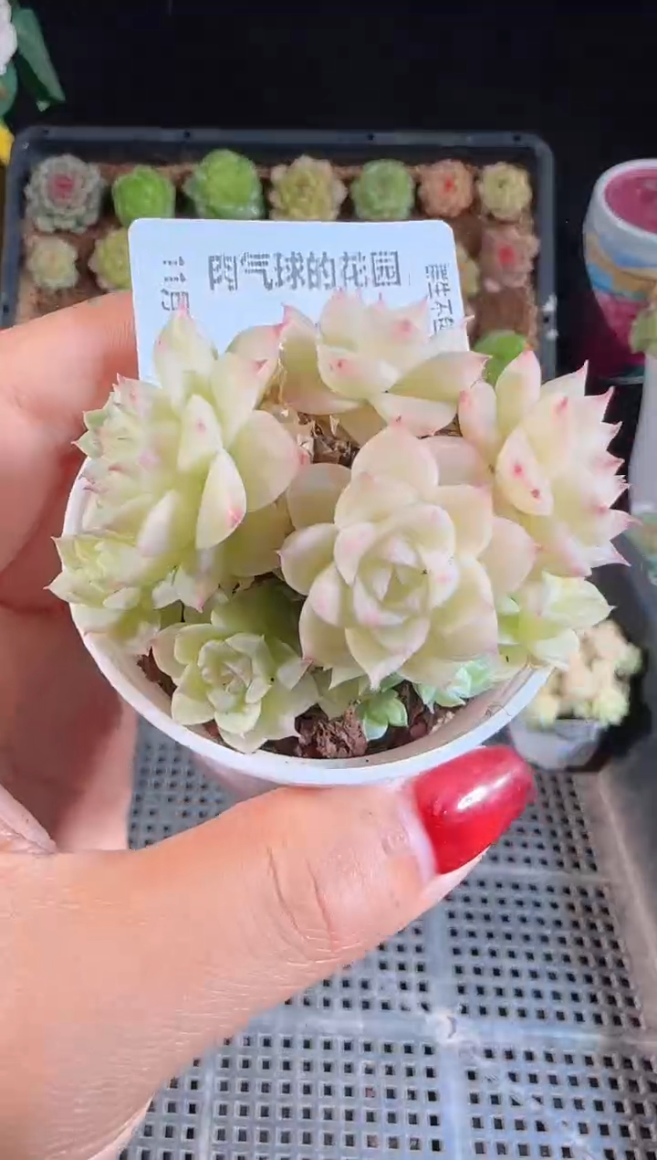 1112-115群生不包整