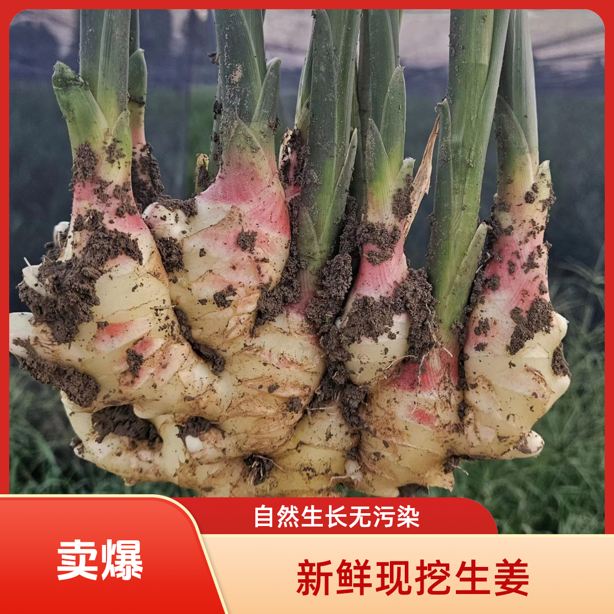 【现挖大黄姜】正宗农家种植红芽嫩生姜可腌制泡姜当季蔬菜生姜