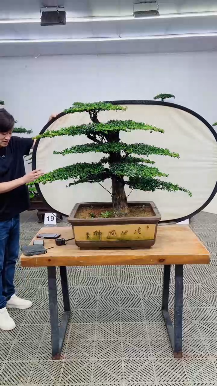 无花朵造型盆景一物一拍