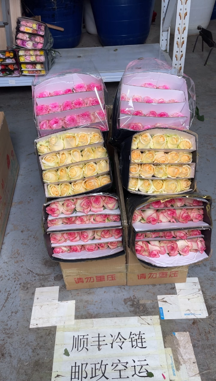 艾沙20枝+香槟20枝+洛神20枝