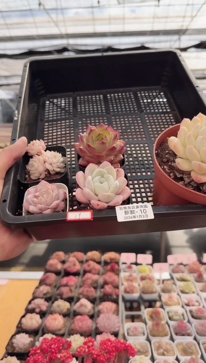 东云多肉园新款-10  120杯脱土