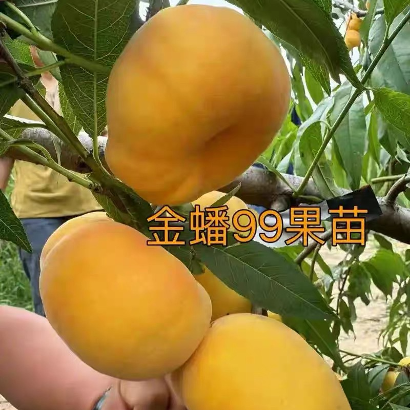 新品种早熟黄金毛蟠桃树果苗嫁接金蟠99蟠桃苗庭院盆栽南北方种植