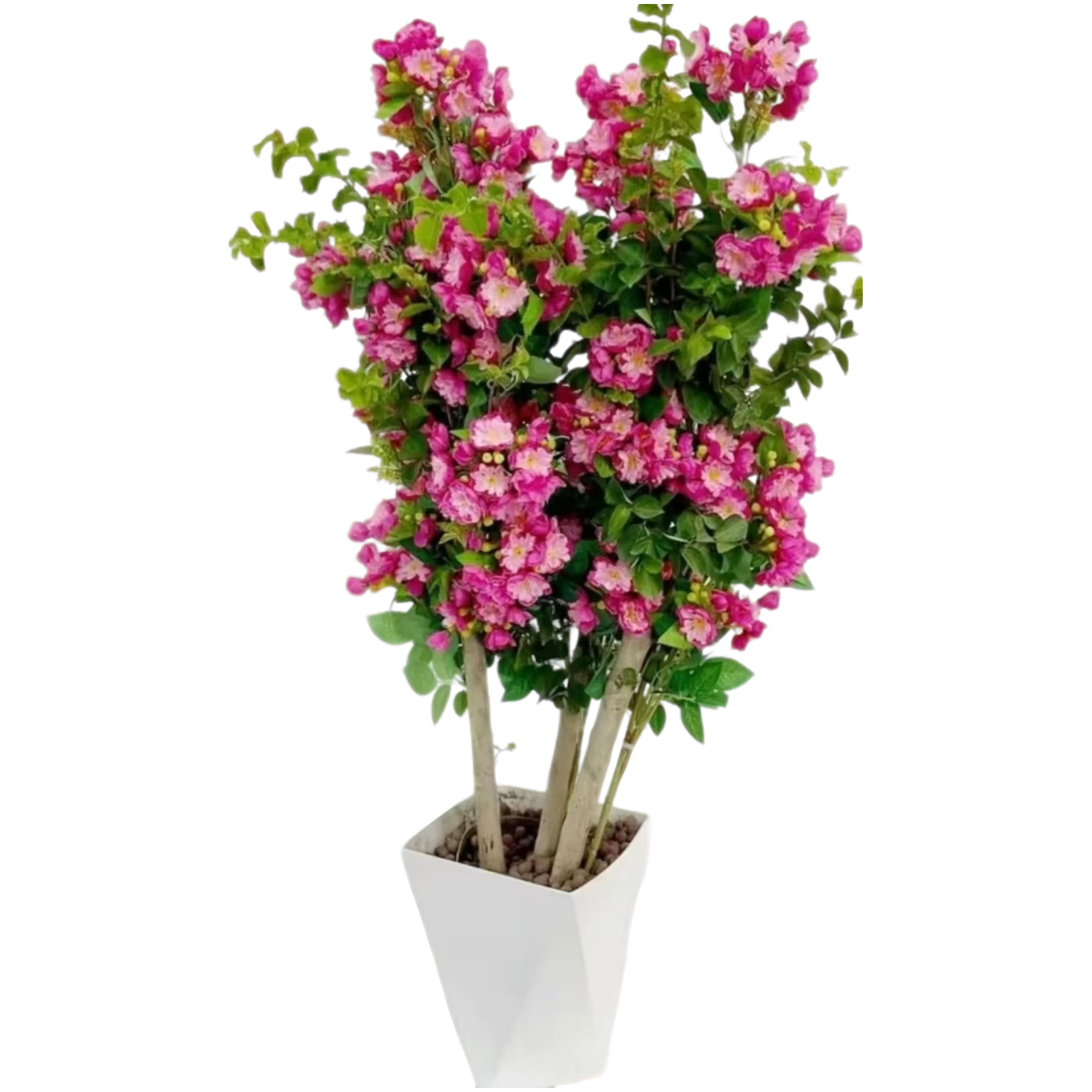 紫薇花盆栽易成活花卉百日红花卉阳台庭院好养耐高温植物