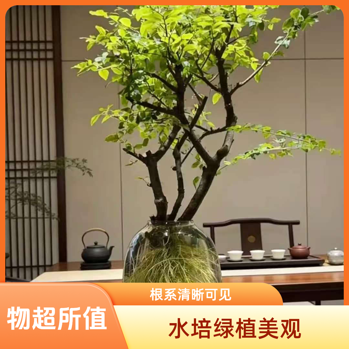 网红爆款水培小叶女贞与毛叶丁香室内绿植茶室客厅轻奢摆件