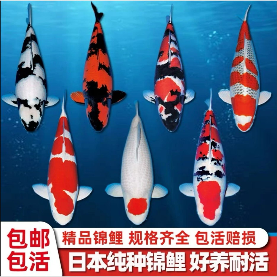 6号直播间一物一拍血统精品锦鲤包邮包活留养精品锦鲤