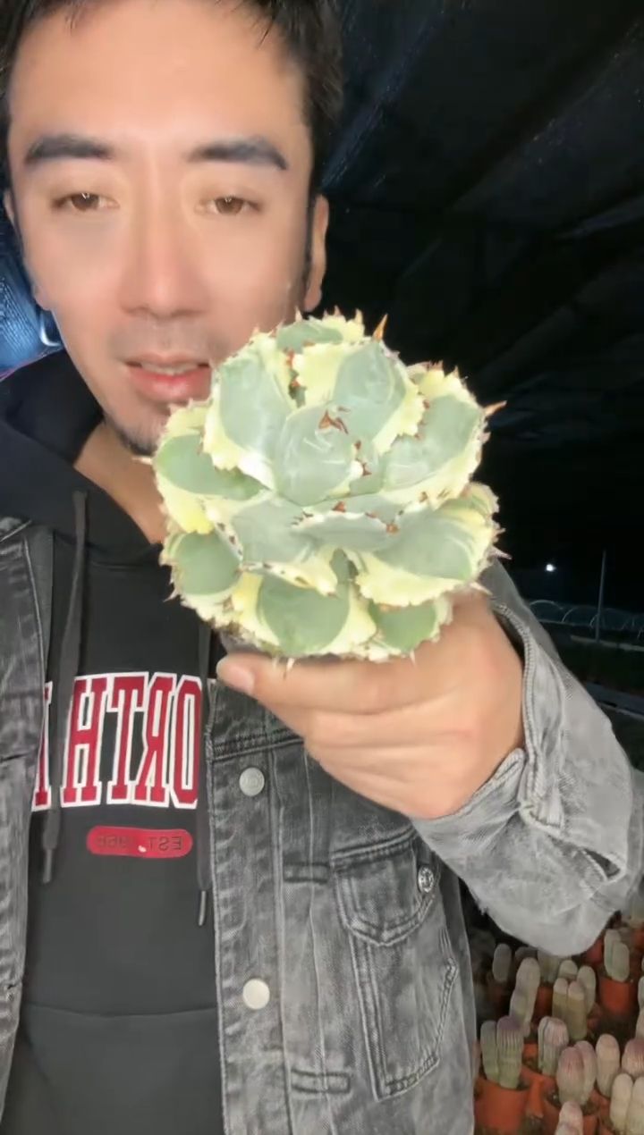 【闪购商品】高颜值甲蟹锦 11111