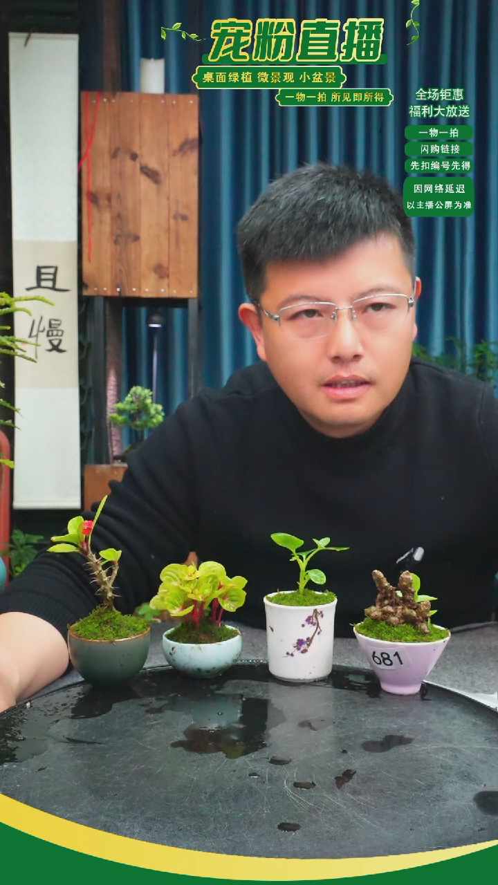 无花朵冬*苔藓微景观681号