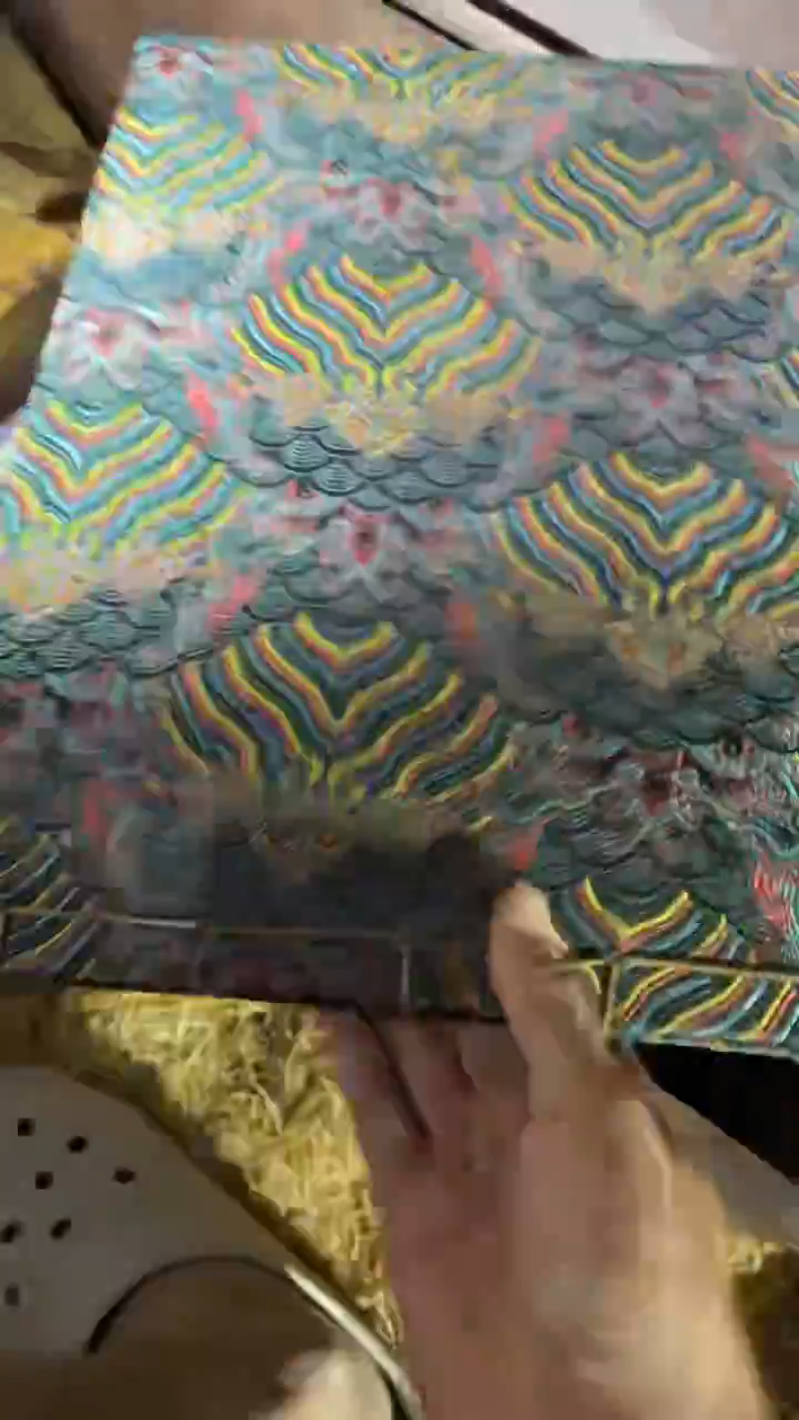 香榧木1个小小雨链接1号