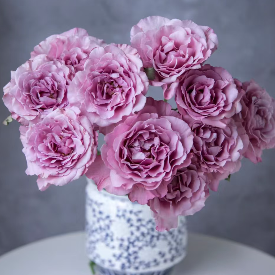 【一品花集】【暮光之城】单头玫瑰 云南昆明基地直发家用鲜花