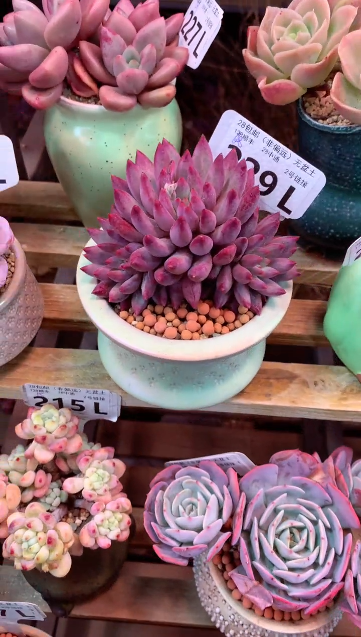 229L（一物一拍，精品多肉，所见即所得 ）