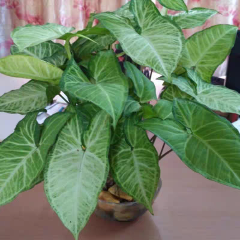大盆合果芋类牛奶，绿精灵网红观叶阳台桌面办公室净化空气耐阴