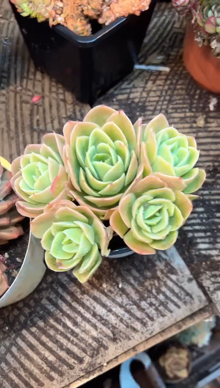 可**乐多肉植物义务一排11417