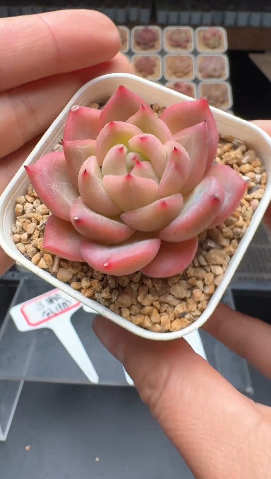 【闪购商品】901号 珍妮杂交多肉 花卉植物