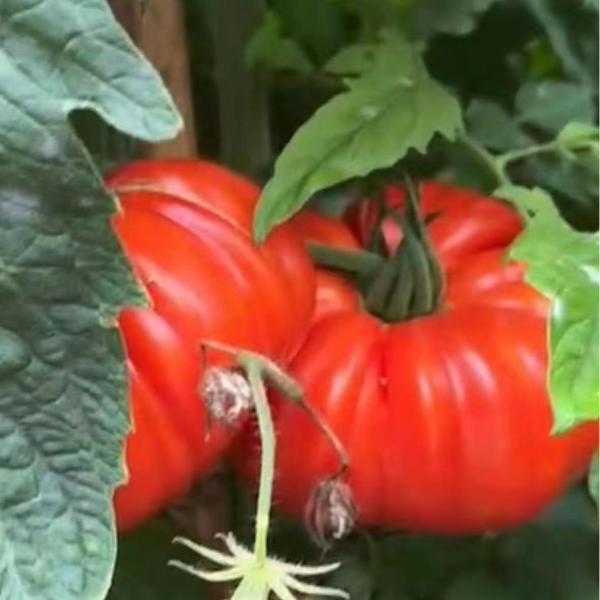 双12特惠粉丝福利【顺丰包邮】云南老品种马蹄番茄