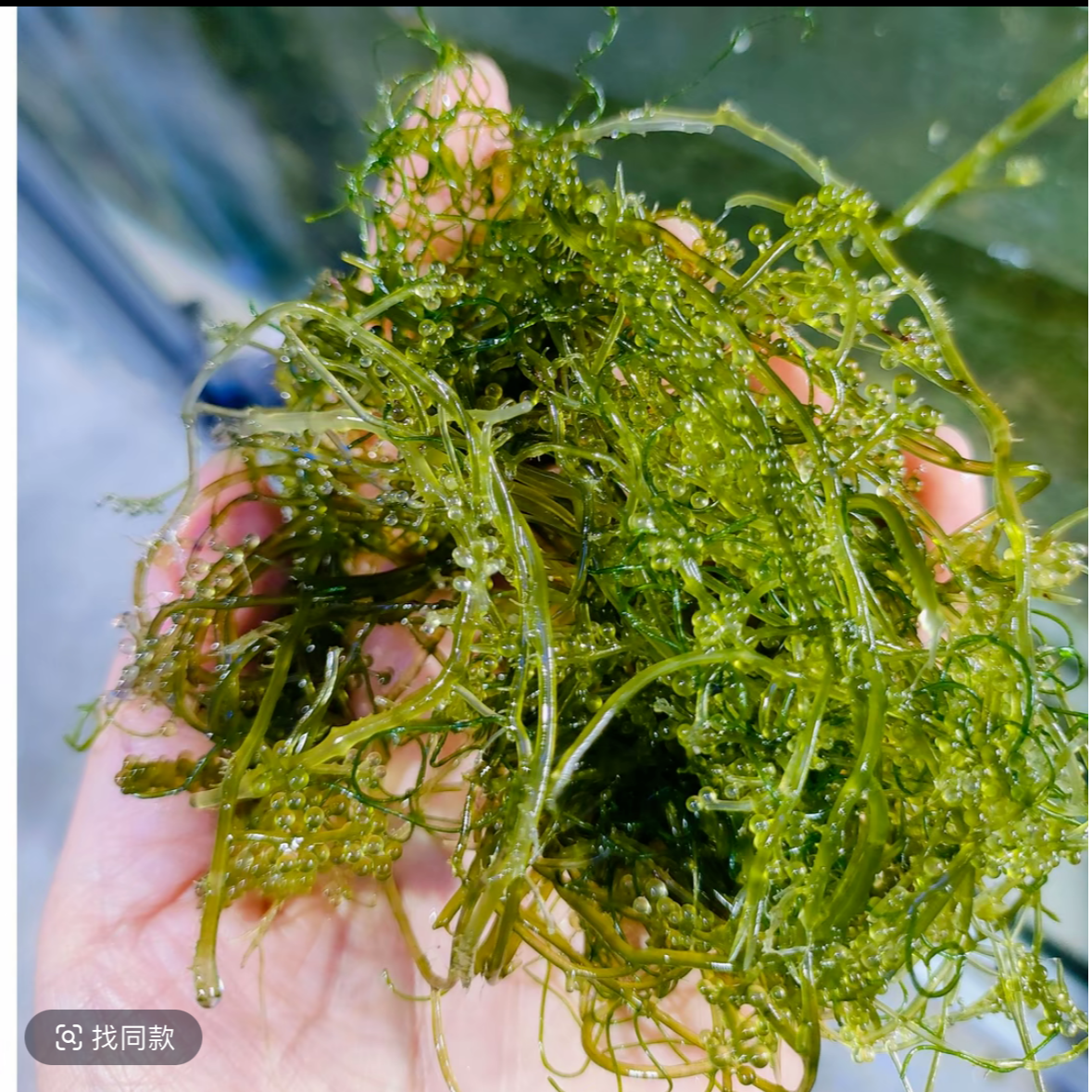 水草 高等藻 葡萄藻  加勒比红气泡藻
