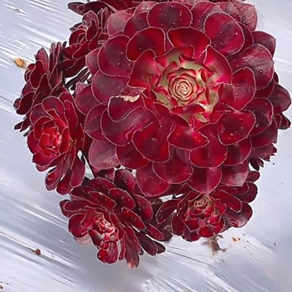 香奈儿法师  精品多肉植物 新手好栽 好养 云南发货