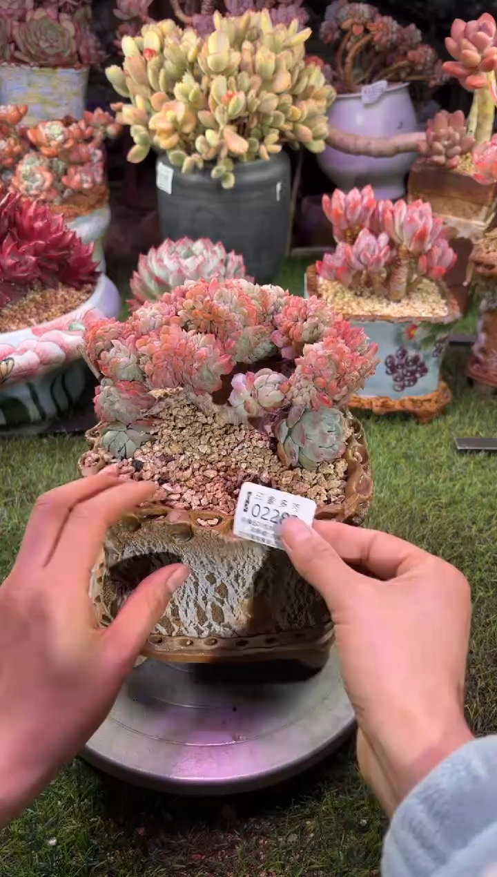 【闪购商品】02283