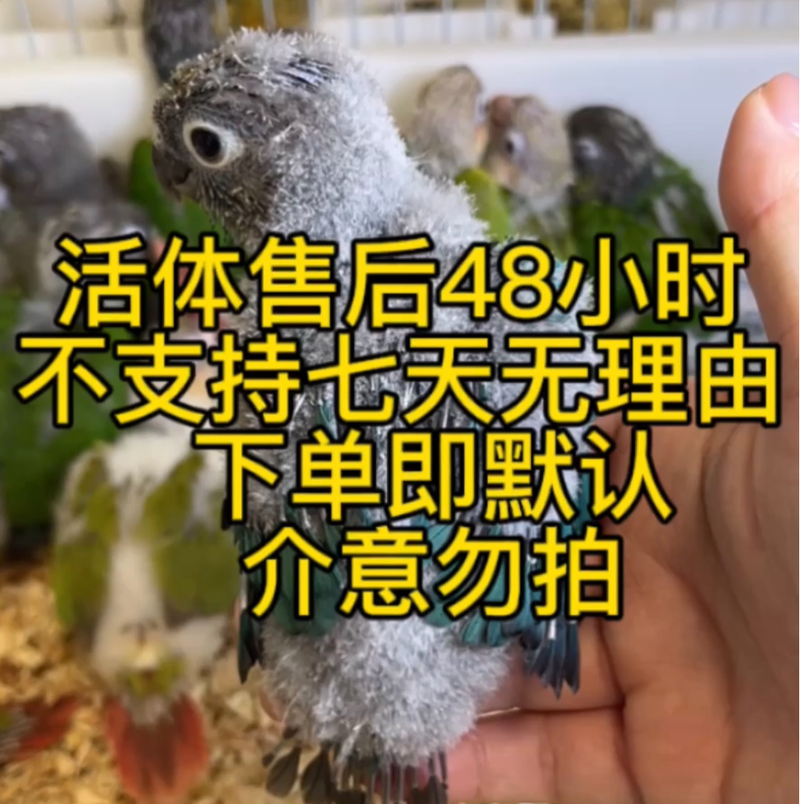 鹦鹉雏鸟宠物活体手养亲人会学舌宝  活体售后48小时 下单及默认