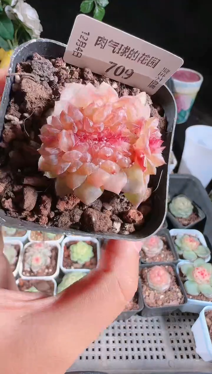 1204-709紫烟多肉群生不包整