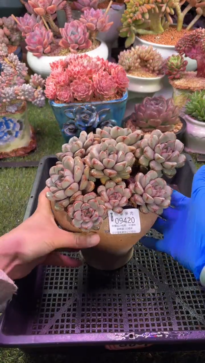 【闪购商品】09420