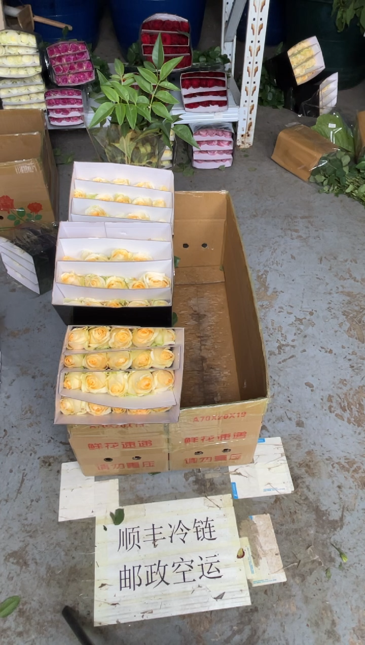 香槟60枝    +九星叶1扎