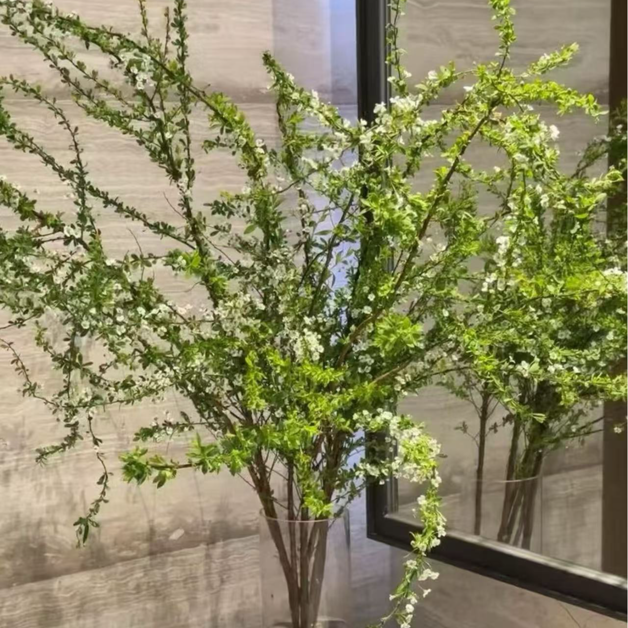 [鲜枝雪柳]花野行专属水培耐寒开花室内绿植 新鲜鲜花枯木逢春