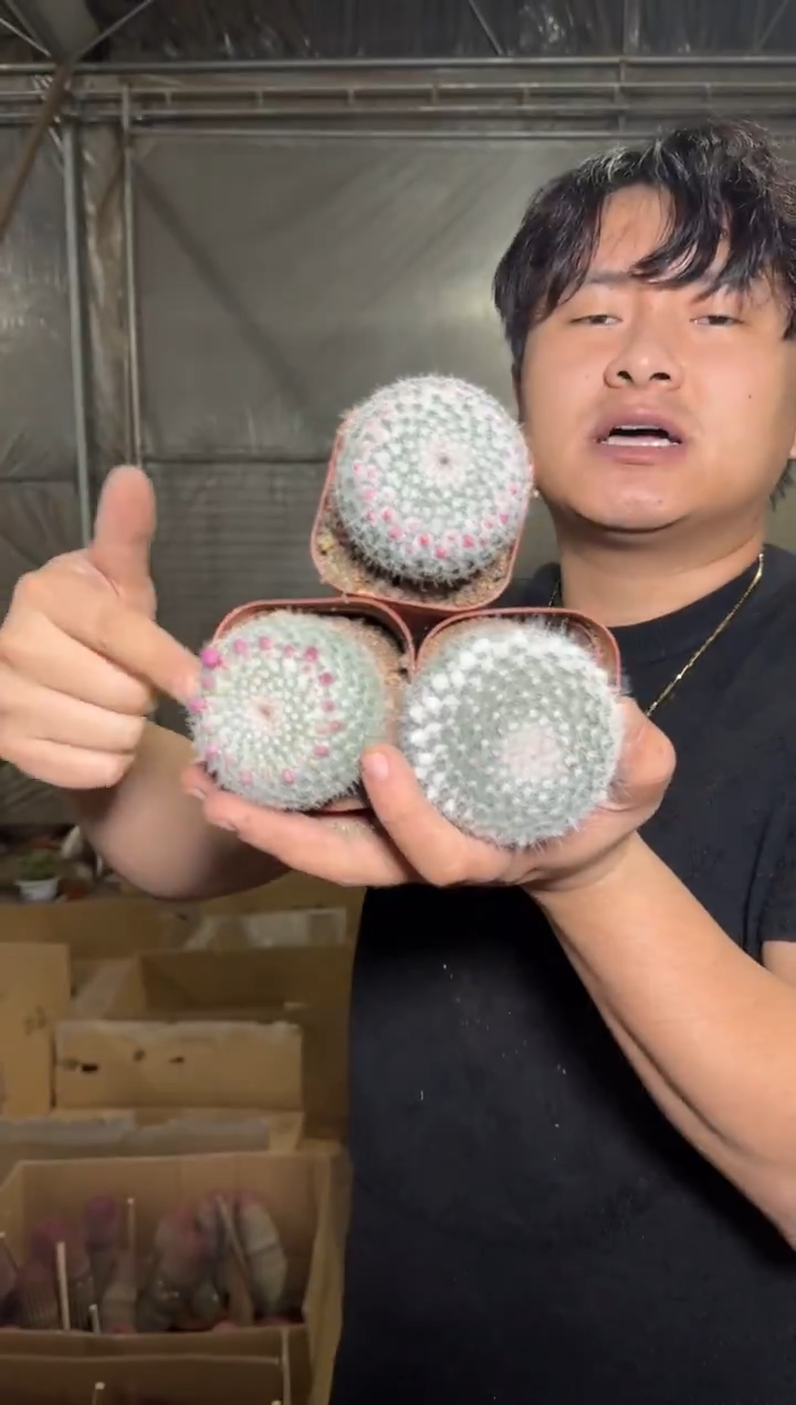 5颗 单头 玉翁【4-6cm】带雪顶