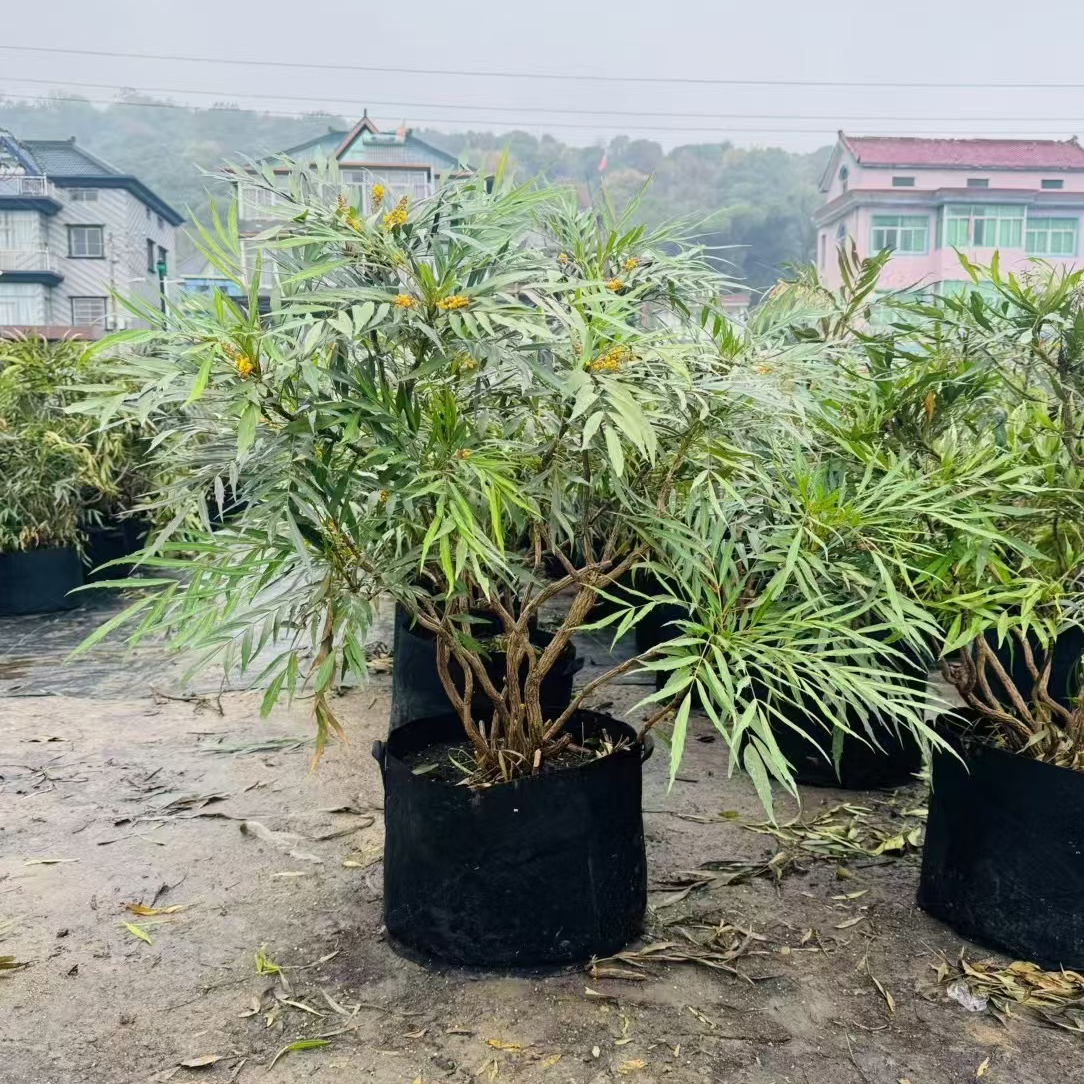 各品类庭院造景树