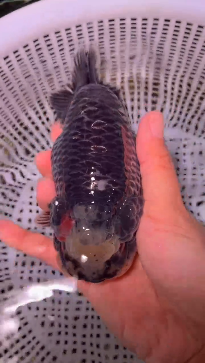 金鱼（运费到付，马印灯下展示）福州追鱼兰寿金鱼