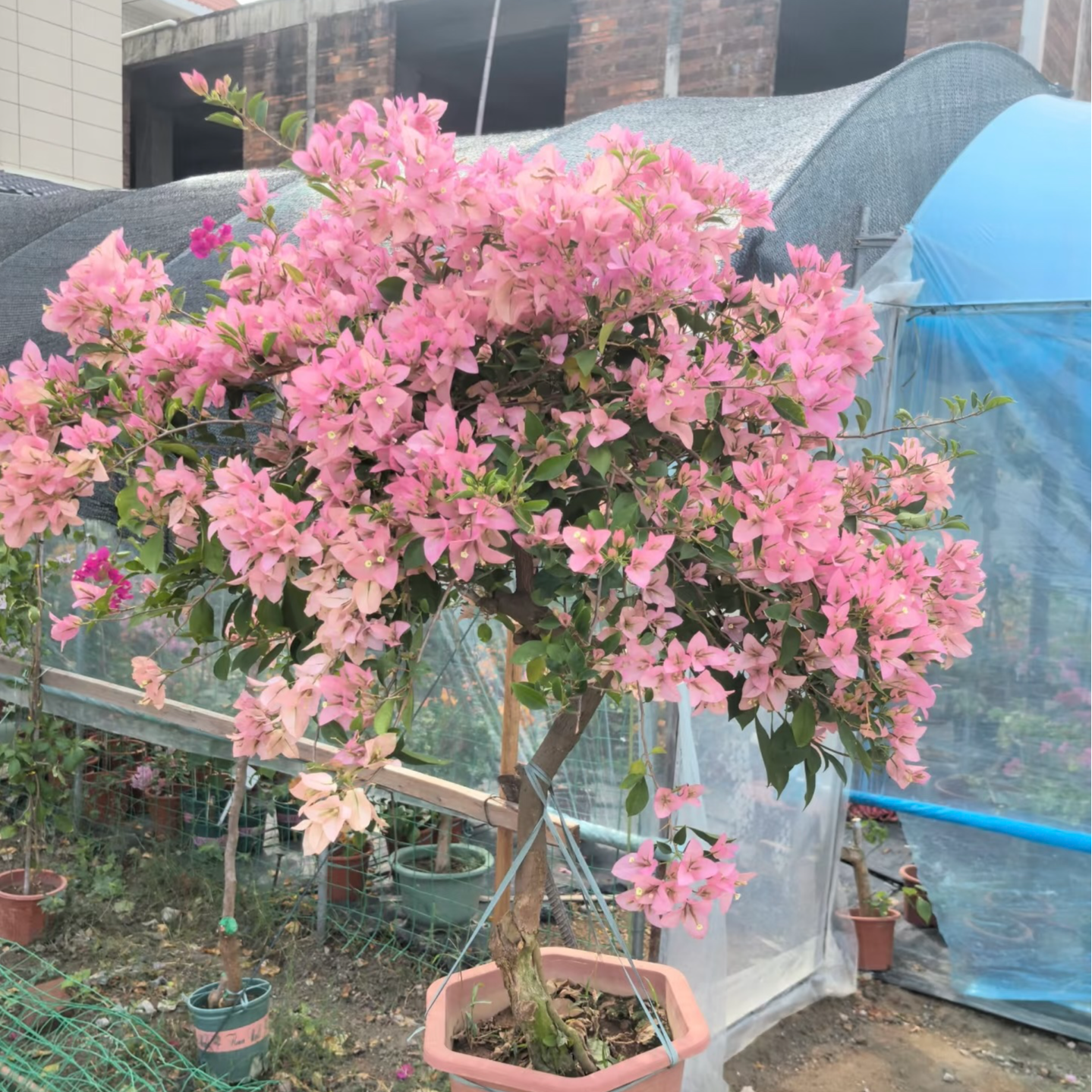 【婆罗洲樱花】三角梅绿植盆栽庭院爬藤植物四季开花易养非一物一拍