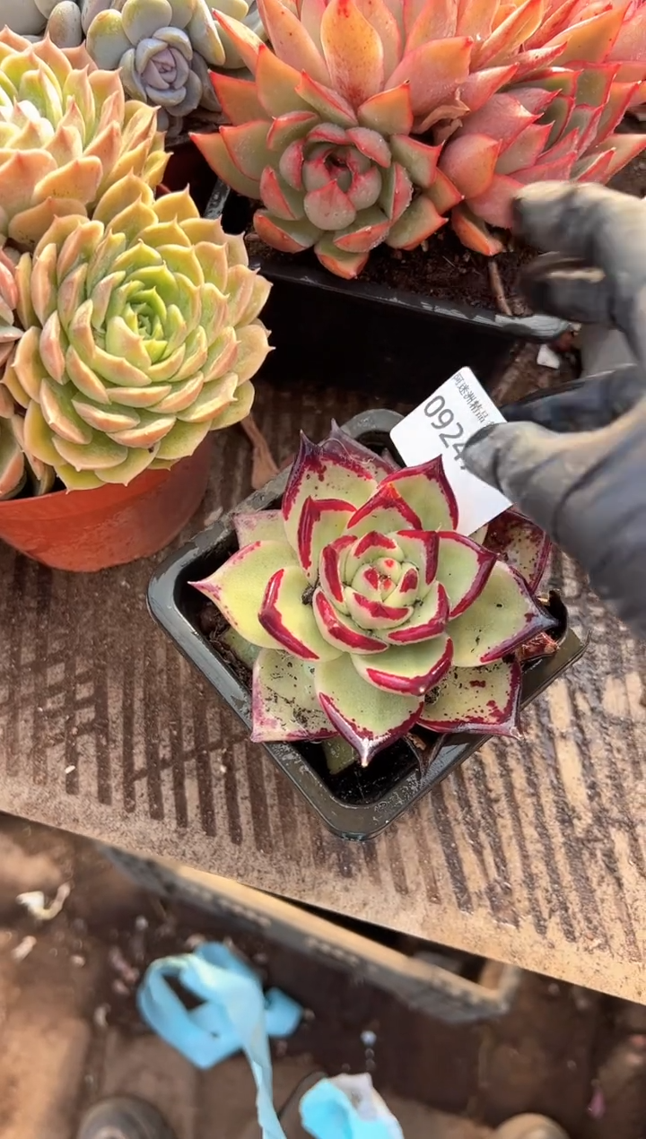 热**儿多肉植物一物一拍09247