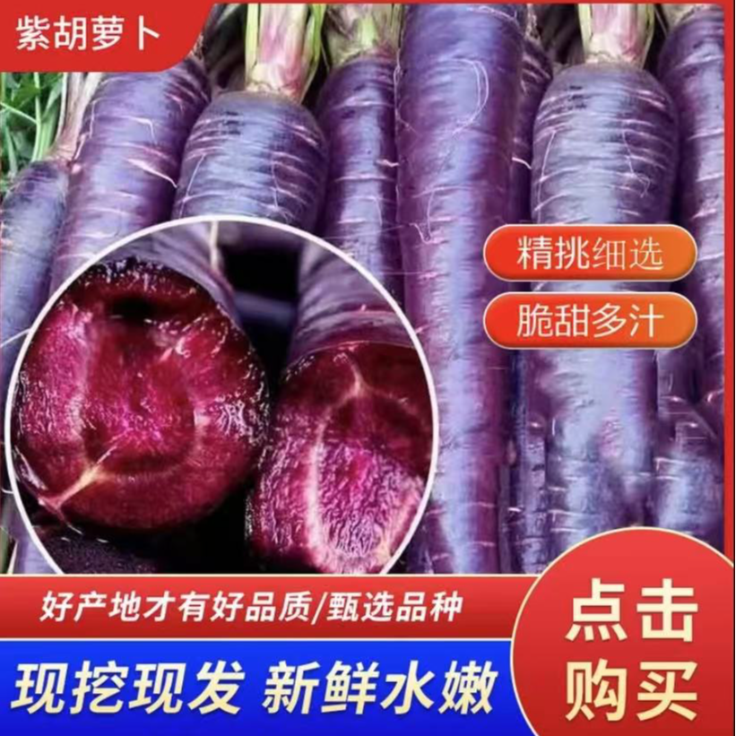 高山紫色胡萝卜脆甜香口花青素新鲜蔬菜