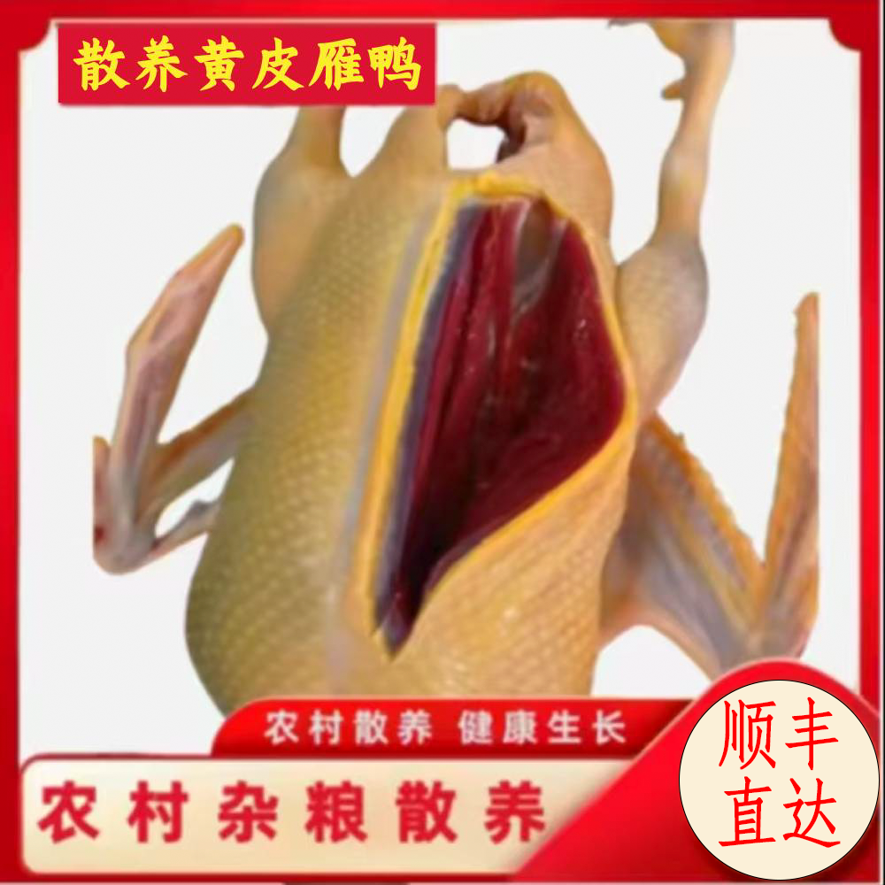 黄皮雁鹅【买一送一】散养大雁鹅黄皮红肉净重8-10斤无内脏带鹅血